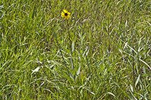 stiff sunflower (ssp. subrhomboideus)