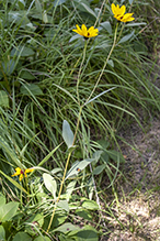 stiff sunflower (ssp. subrhomboideus)