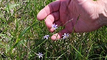 strict blue-eyed grass