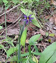 strict blue-eyed grass
