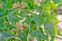 sugar maple (ssp. saccharum)
