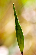 swamp milkweed