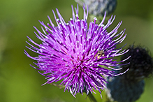 swamp thistle