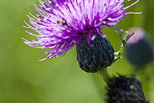 swamp thistle