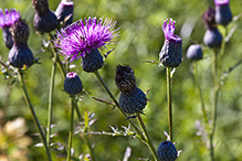 swamp thistle