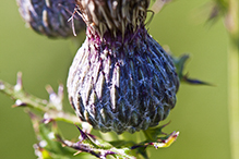 swamp thistle