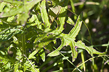 swamp thistle