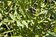 swamp thistle