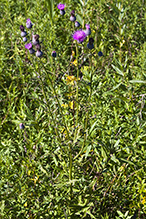 swamp thistle