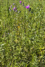 swamp thistle