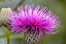 swamp thistle