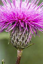 swamp thistle