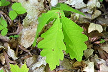 swamp white oak