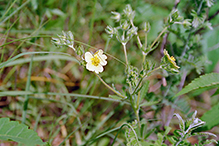 tall cinquefoil