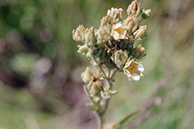 tall cinquefoil