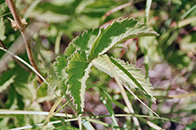 tall cinquefoil