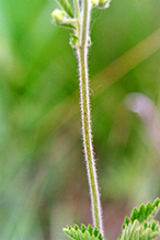 tall cinquefoil