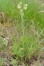 tall cinquefoil