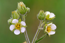 tall cinquefoil