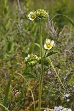 tall cinquefoil