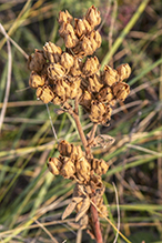 tall cinquefoil