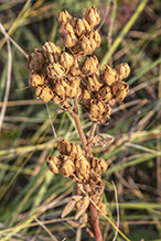 tall cinquefoil