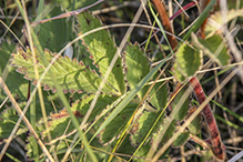 tall cinquefoil