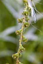 tall hairy agrimony