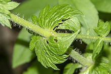 tall hairy agrimony