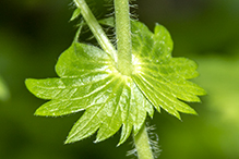tall hairy agrimony