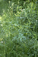 tall thimbleweed (var. cylindroidea)