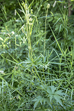 tall thimbleweed (var. cylindroidea)