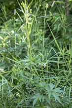 tall thimbleweed
