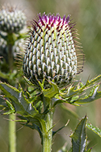 tall thistle