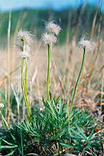 thinleaf cottonsedge thinleaf cottonsedge