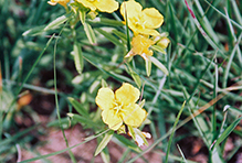 toothed evening primrose