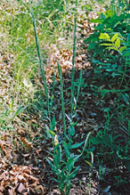 tower mustard tower mustard