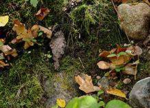 tree-skirt moss tree-skirt moss