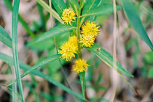 tufted loosestrife