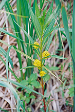 tufted loosestrife