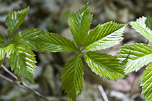 Virginia creeper