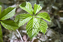 Virginia creeper