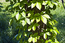 Virginia creeper