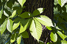 Virginia creeper