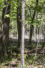 Virginia creeper