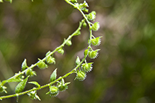 Virginia stickseed