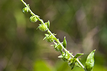 Virginia stickseed