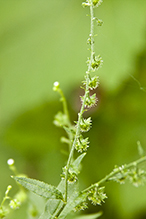 Virginia stickseed