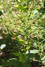 Virginia stickseed