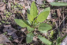 Virginia stickseed